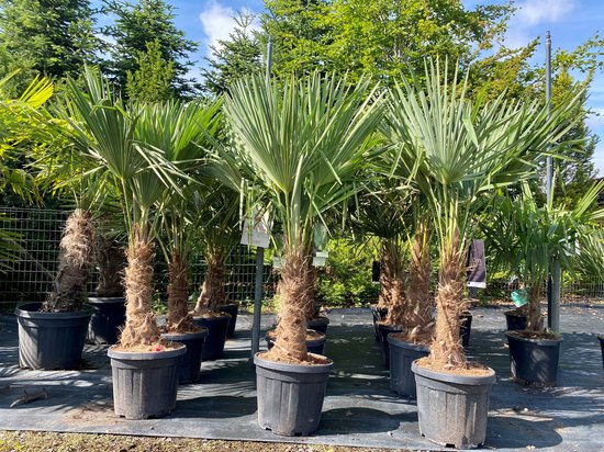 XL Planten