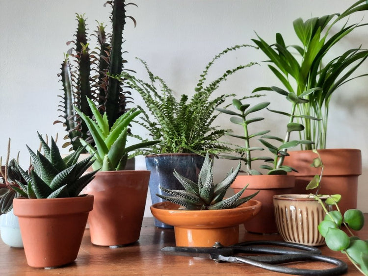 Cactussen en Vetplantjes