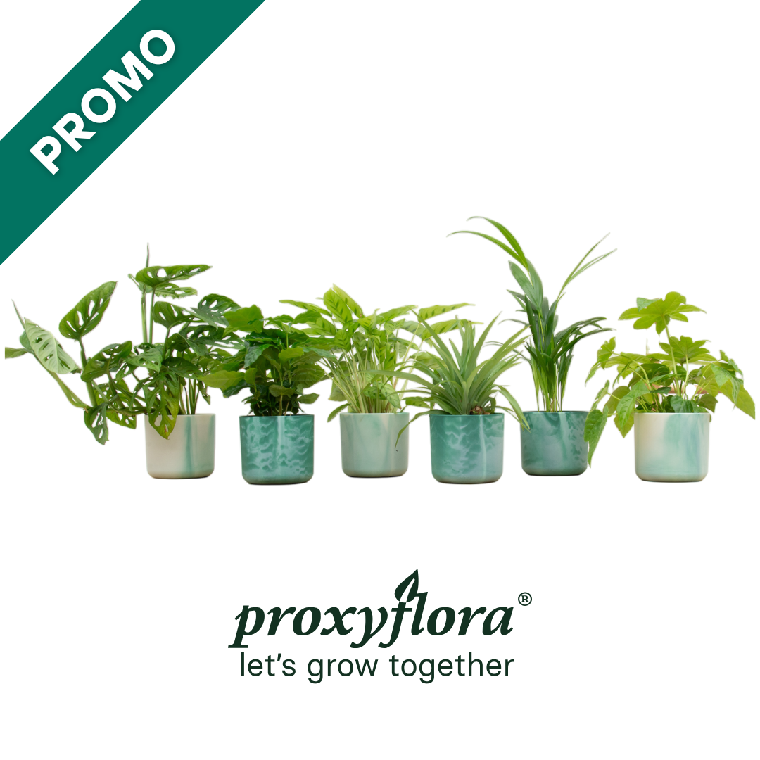 Verrassingsbox - 6 planten inclusief pot