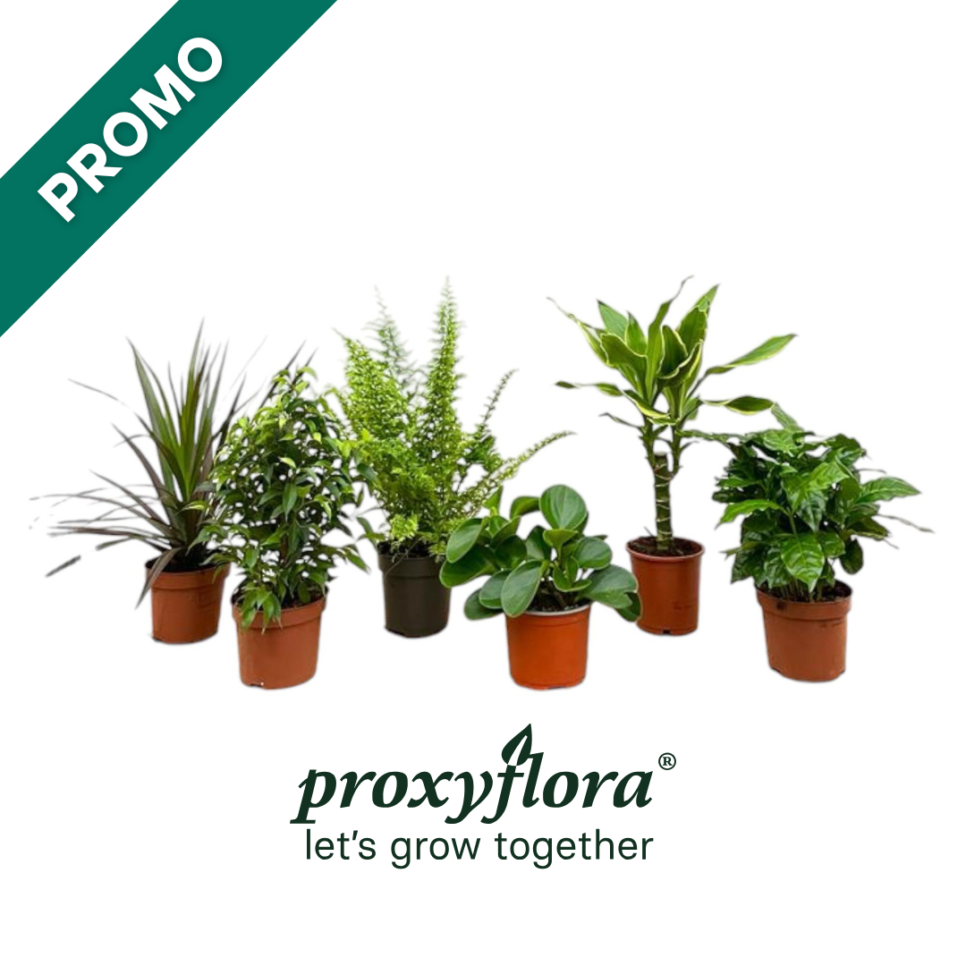 Verrassingsbox - 6 planten - 20-40 cm