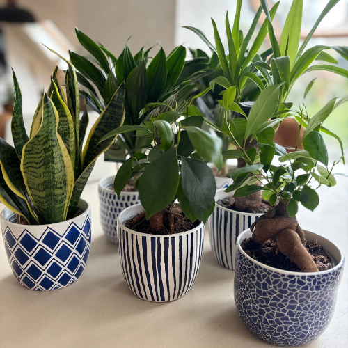 Bedrijfspakket - Mix van 6 Kamerplanten
