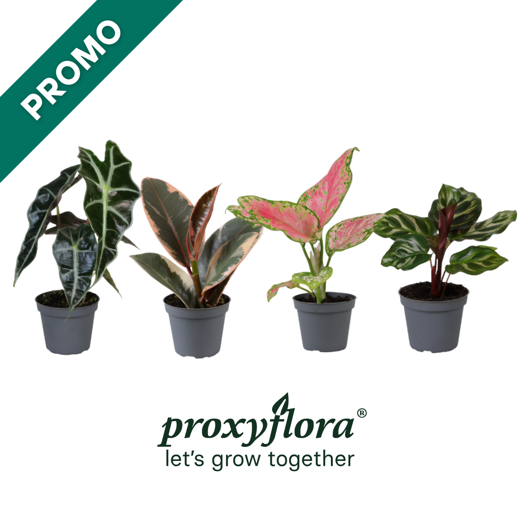 Baby Plantjes Verrassingsbox