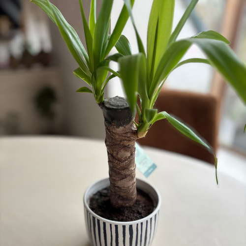 Bedrijfspakket - Mix van 6 Kamerplanten