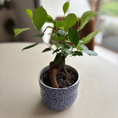 Bedrijfspakket - Mix van 6 Kamerplanten