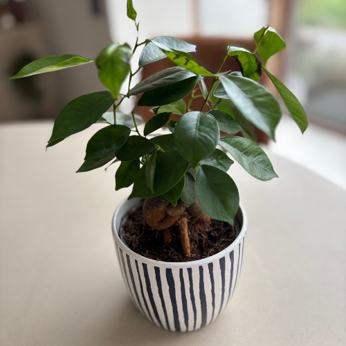 Bedrijfspakket - Mix van 6 Kamerplanten
