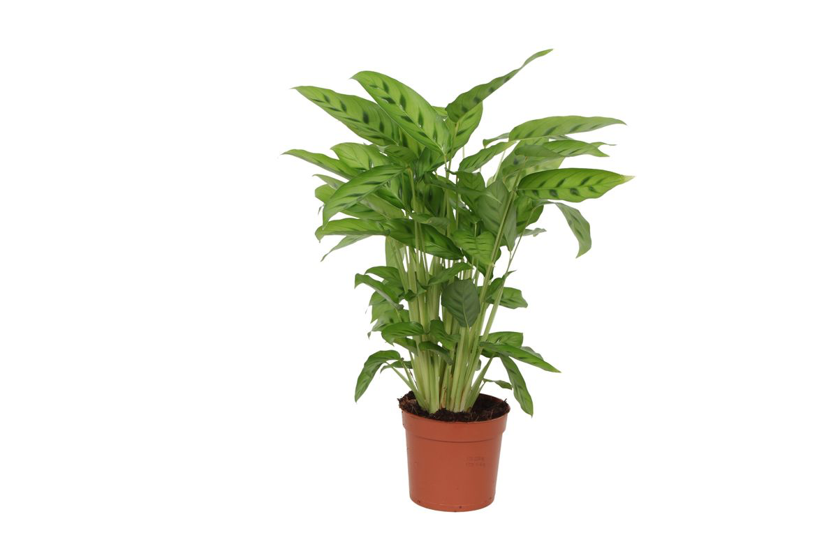 leopardina prayer plant Calathea Leopardina – Proxy Flora
