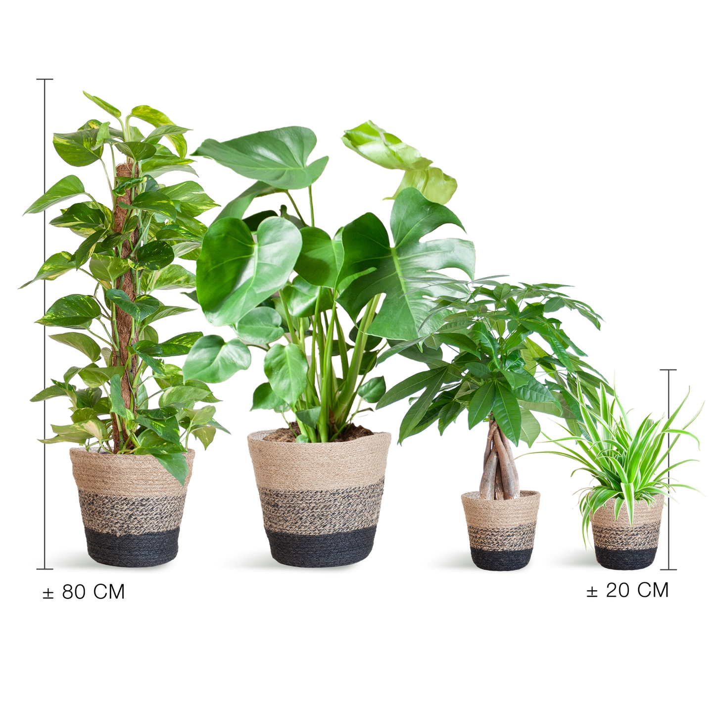 Easy care Plantenbox - medium - met Mand Lissabon zwart