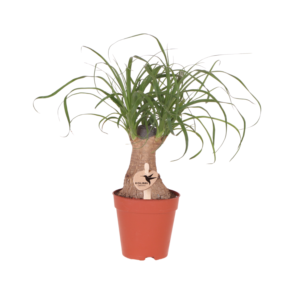 Groene plant - Beaucarnea ⌀9 cm - groene kamerplant - vers van de kweker