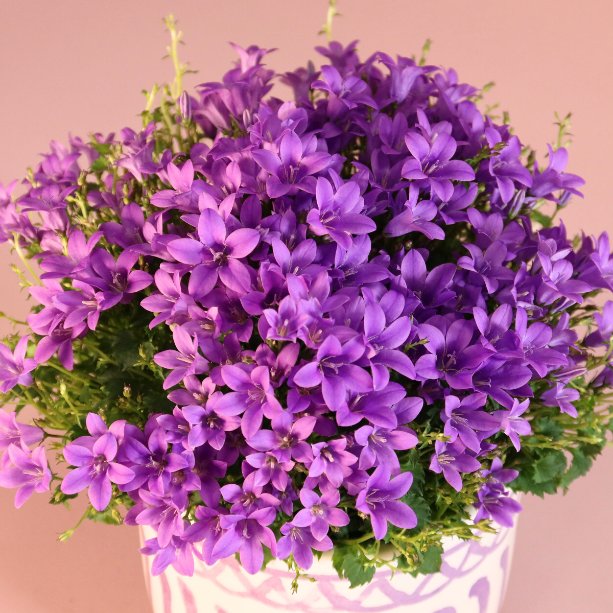 2x Campanula Addenda Ambella Intense purple in Granada sierpotten - potmaat 12cm - vaste plant - winterhard