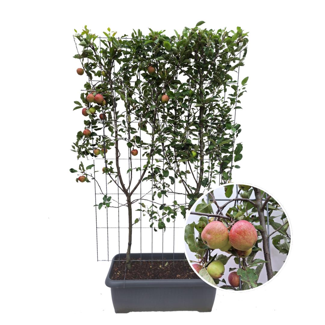 Malus Domestica 'Elstar' - Appelboom - Kant-en-Klaar Haag - 120 x 40 x 180 cm