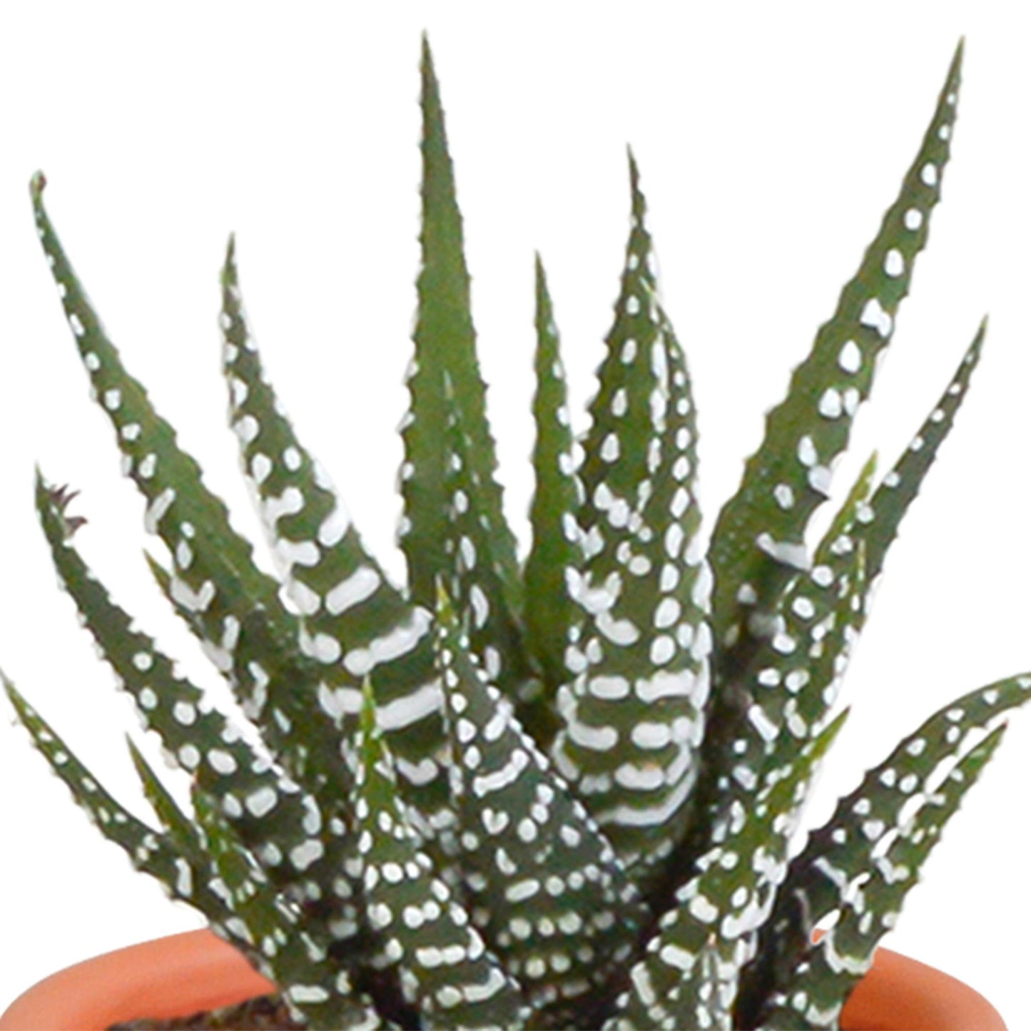 Cactus en vetplanten mix 5.5 cm | 15 stuks - in terracotta pot