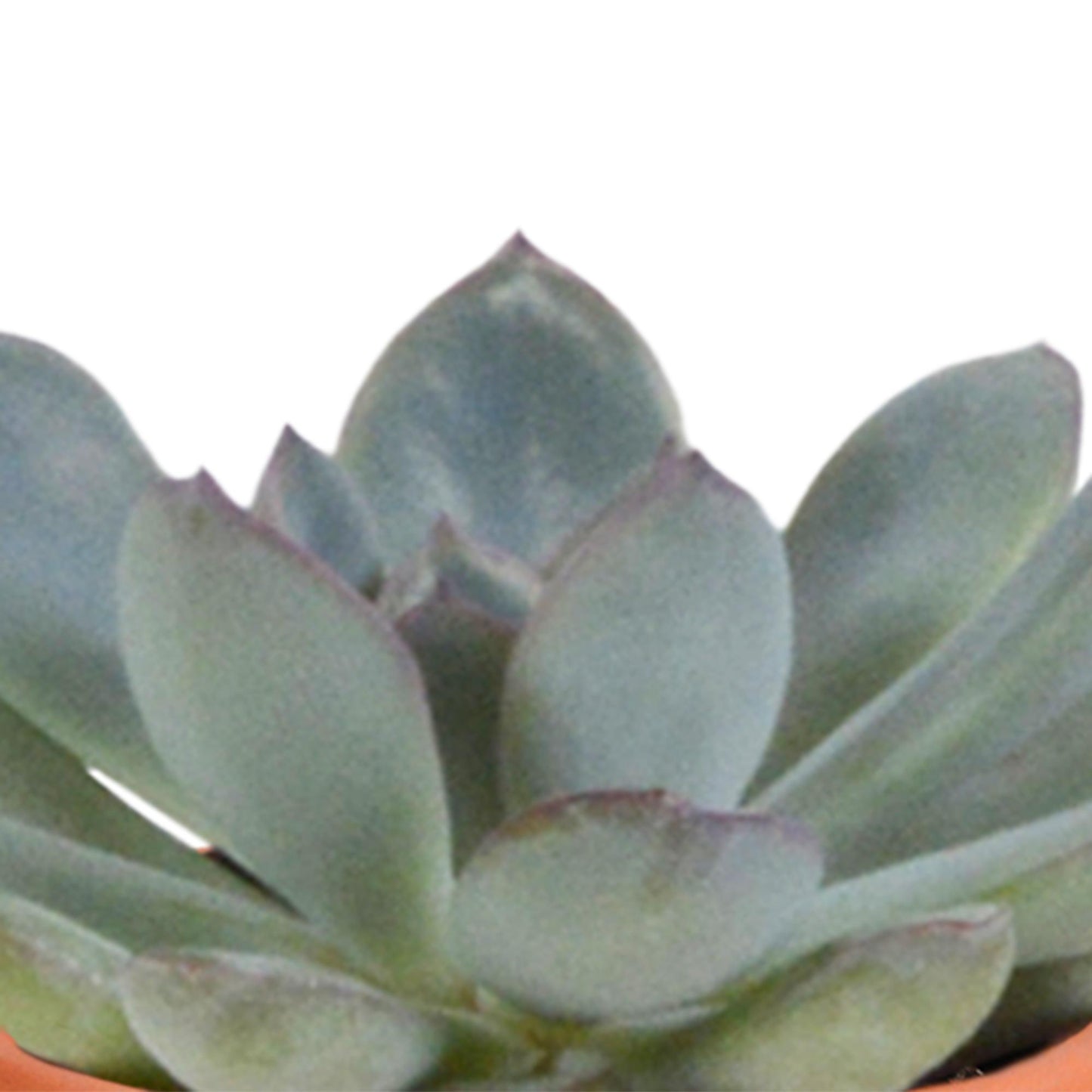 Cactus en vetplanten mix 5.5 cm | 15 stuks - in terracotta pot