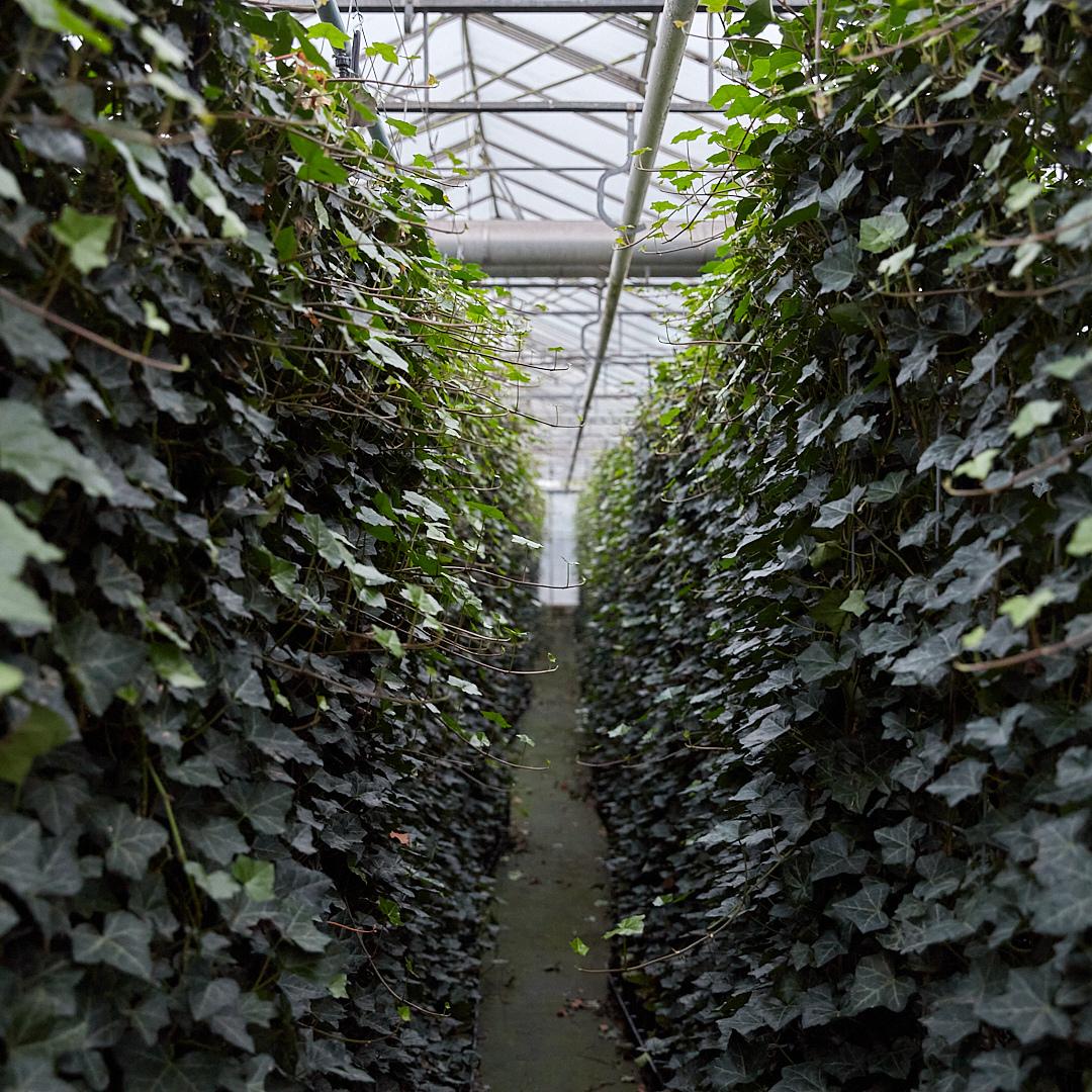 Hedera Hibernica - Klimop - Kant-en-Klaar Haag | ↔120cm - ↨120 cm