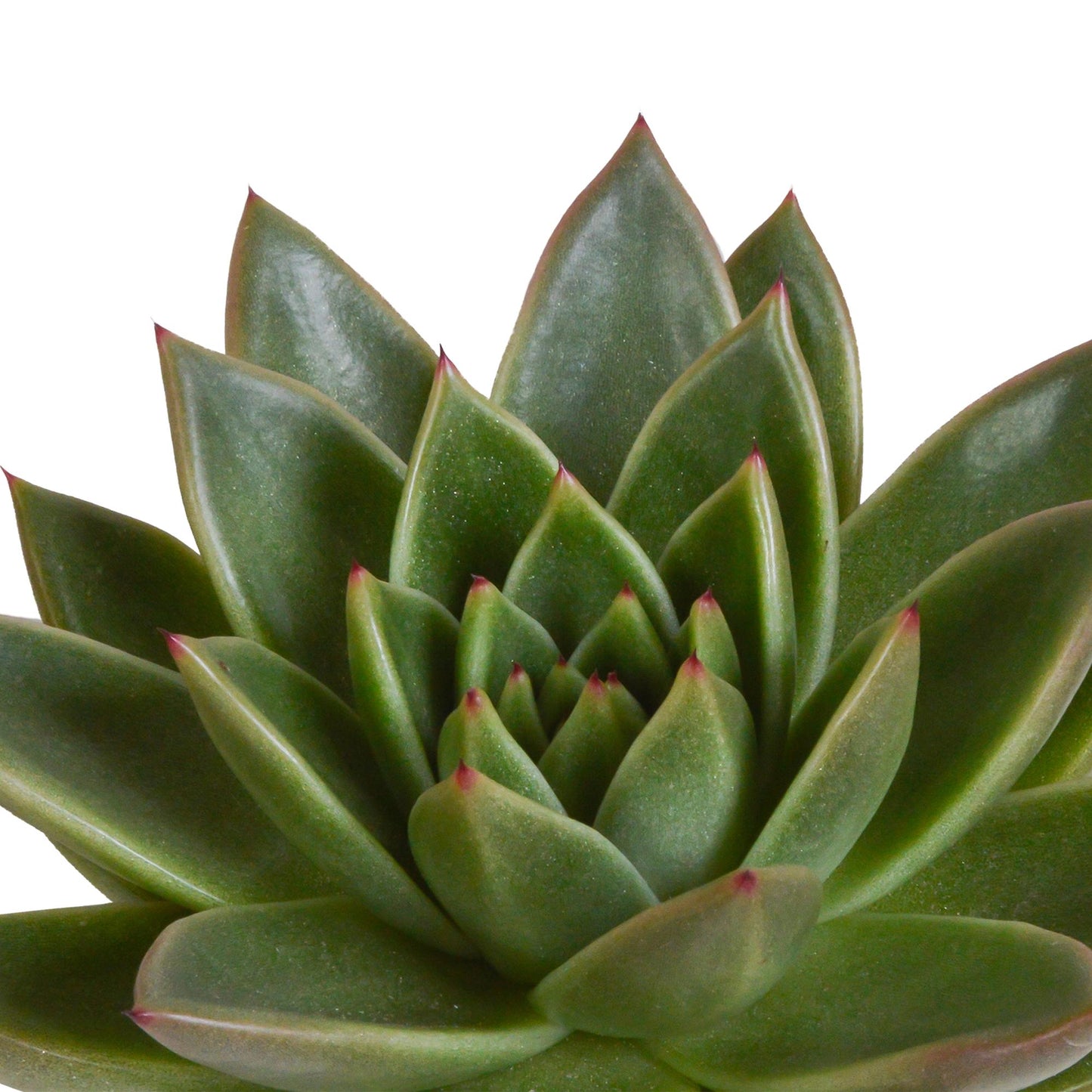 Echeveria mix 10.5 cm - 3x - in witte pot