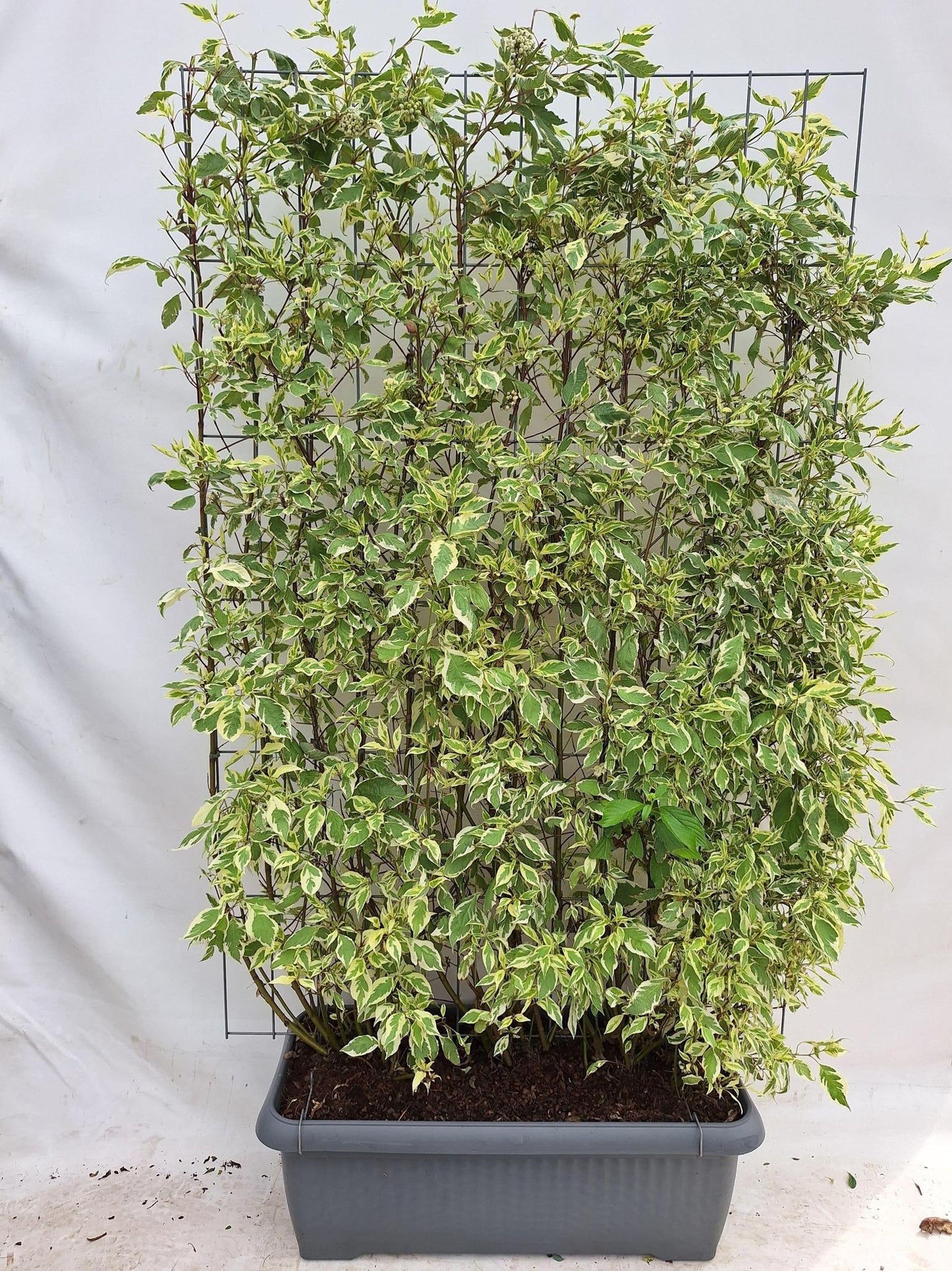 Cornus alba 'Elegantissima' - Witbonte Kornoelje - Kant-en-Klaar Haag - 120 x 40 x 180 cm - 1 pcs
