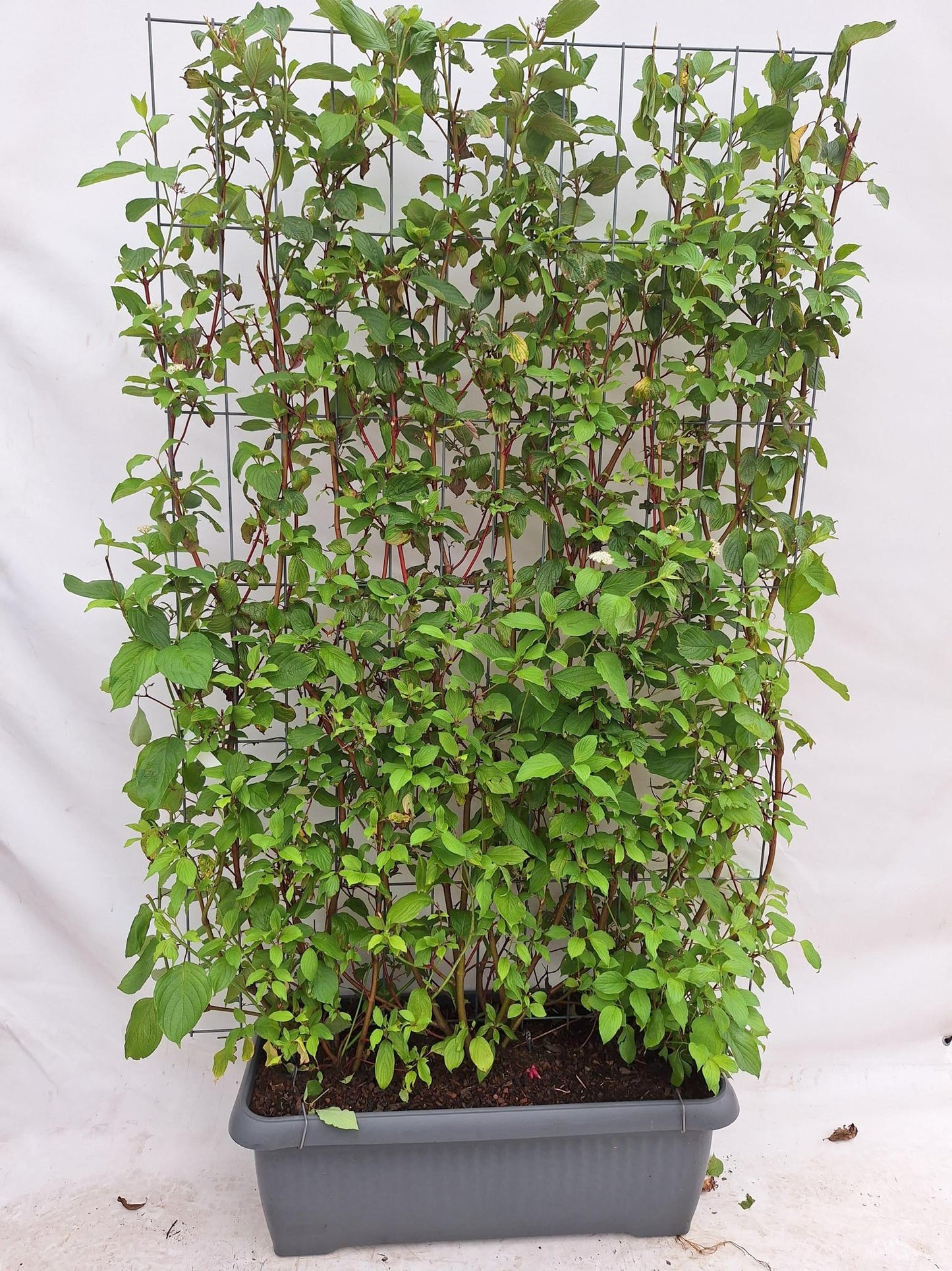 Cornus alba 'Sibirica' - Witte Kornoelje - Kant-en-Klaar Haag - 120 x 40 x 180 cm - 1 pcs
