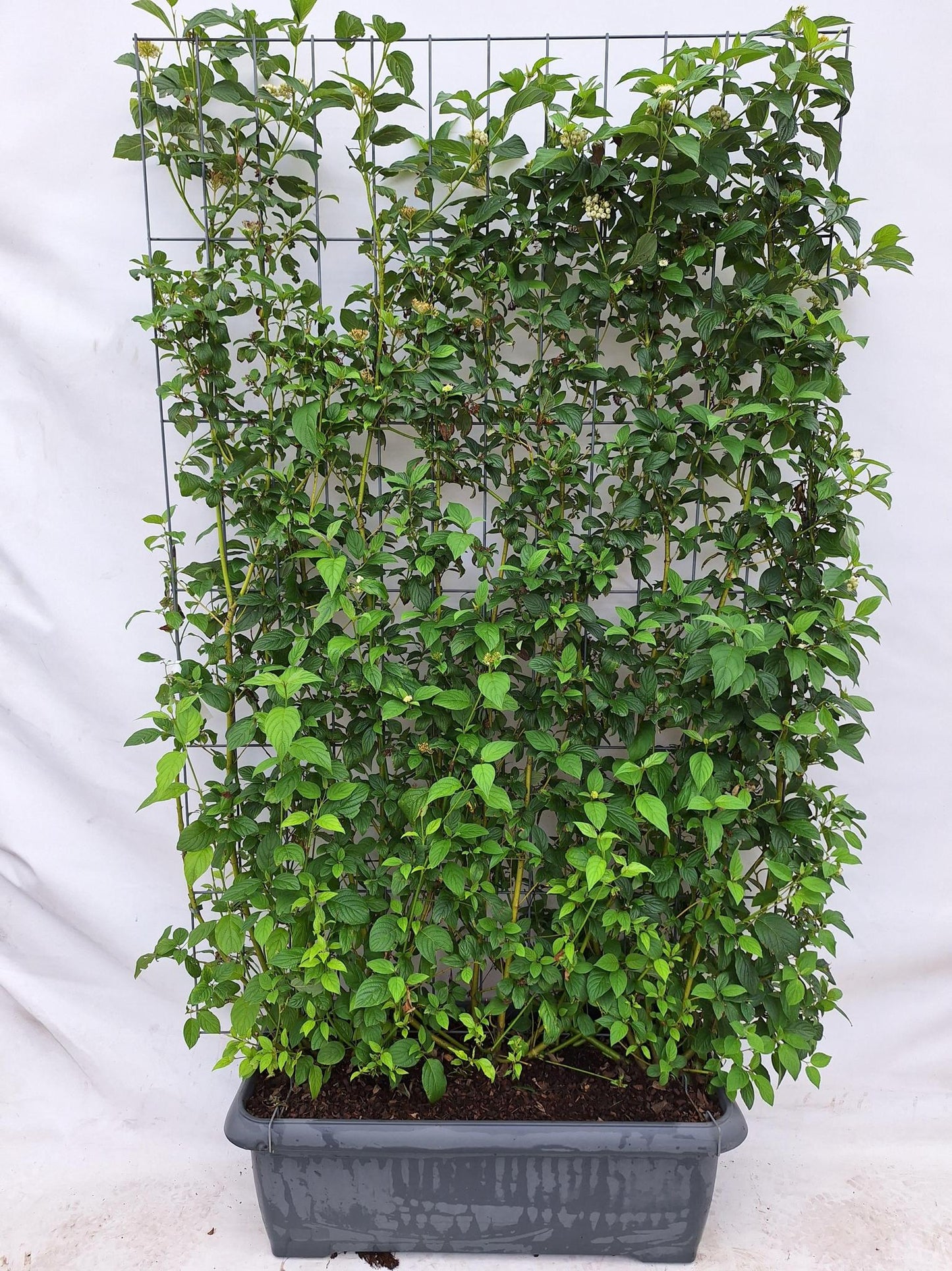 Cornus Stolonifera Flaviramea - Canadese Kornoelje - Kant-en-Klaar Haag - 120 x 40 x 180 cm - 1 pcs