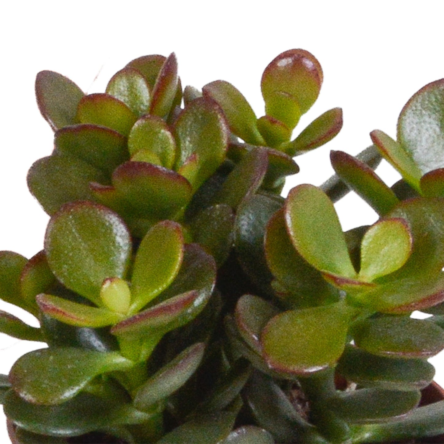 Crassula mix 8.5 cm - 3x - in terracotta pot