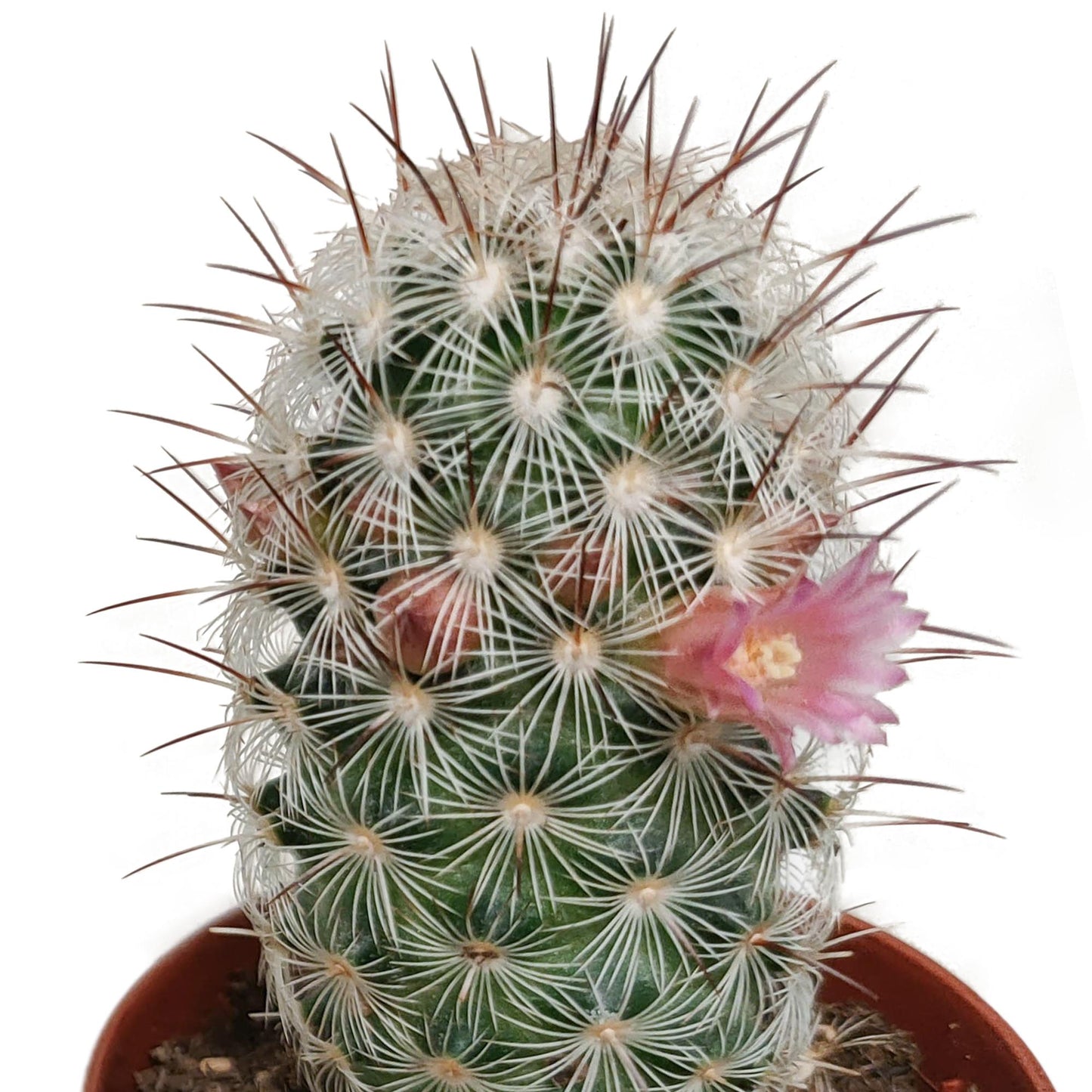 Cactus mix 5.5 cm - zonder pot bloeiend - 5x