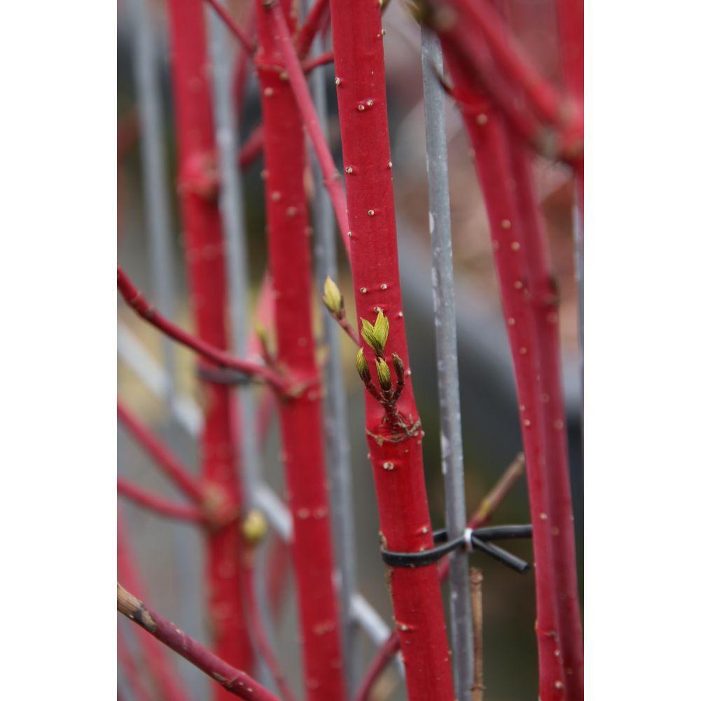 Cornus alba 'Sibirica' - Witte Kornoelje - Kant-en-Klaar Haag - 120 x 40 x 180 cm - 1 pcs