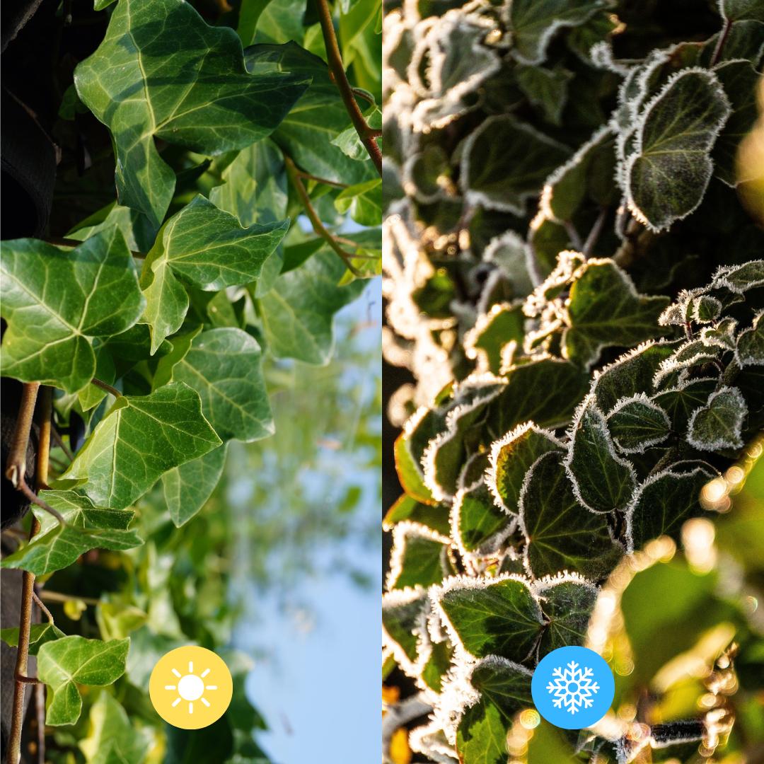 Hedera Hibernica - Klimop - Kant-en-Klaar Haag | ↔120cm - ↨120 cm