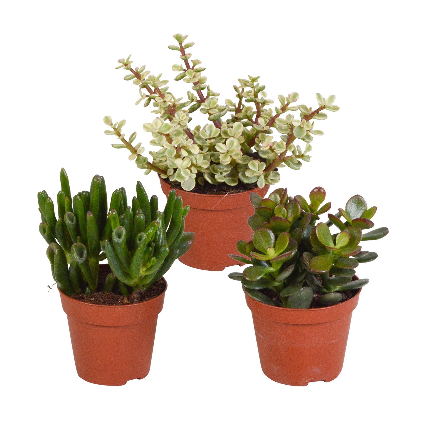 Crassula mix 8.5 cm - 3x - zonder pot