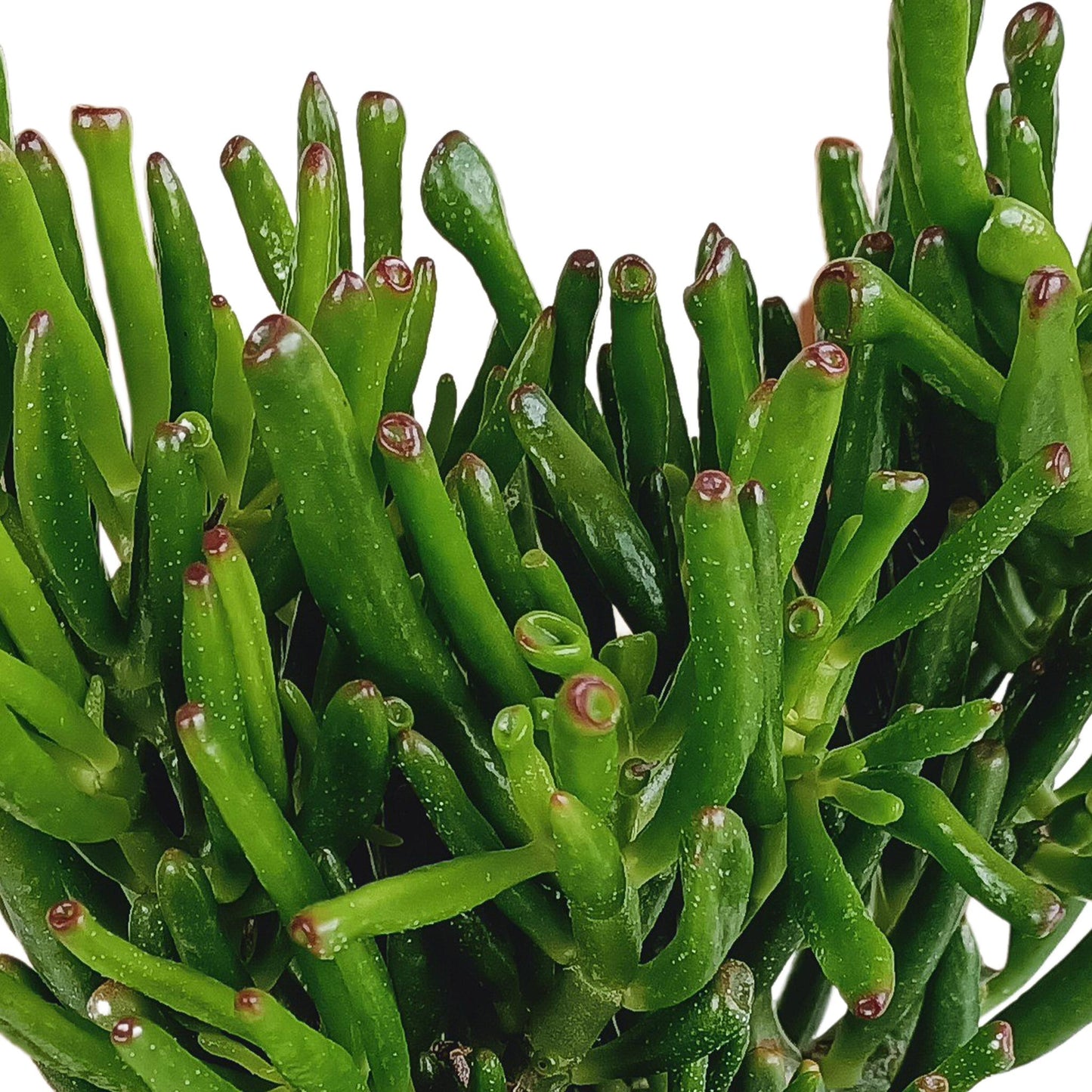 Crassula gollum 17cm