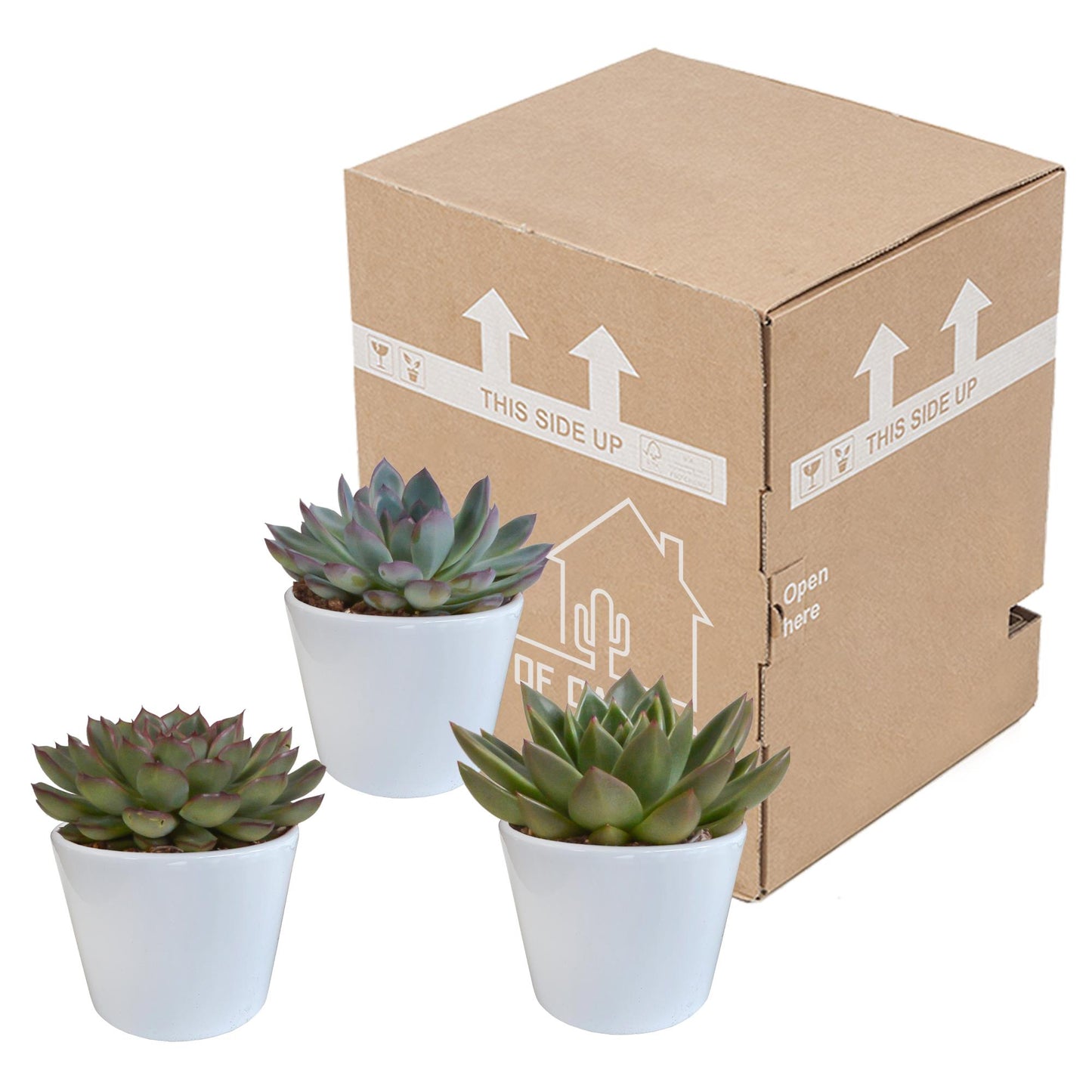Echeveria mix 10.5 cm - 3x - in witte pot