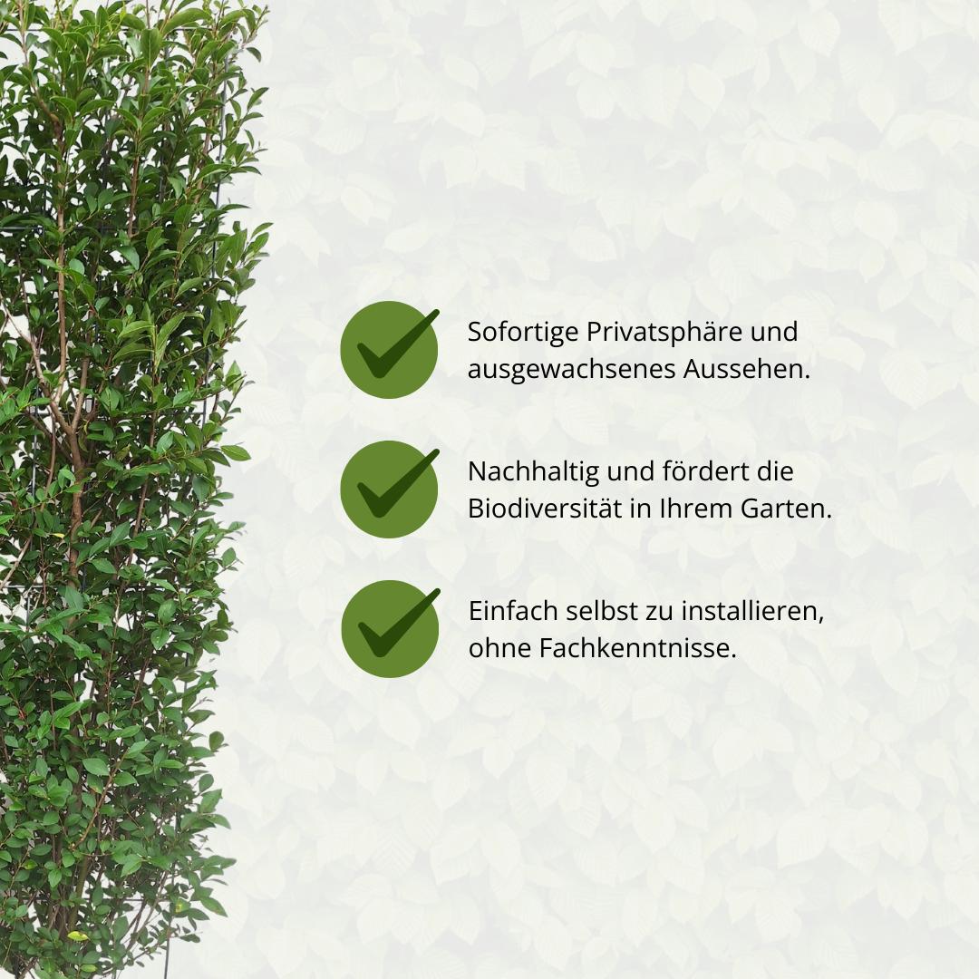 Ligustrum Ovalifolium - Ligusterhaag - Kant-en-Klaar Haag - 120 x 40 x 180 cm