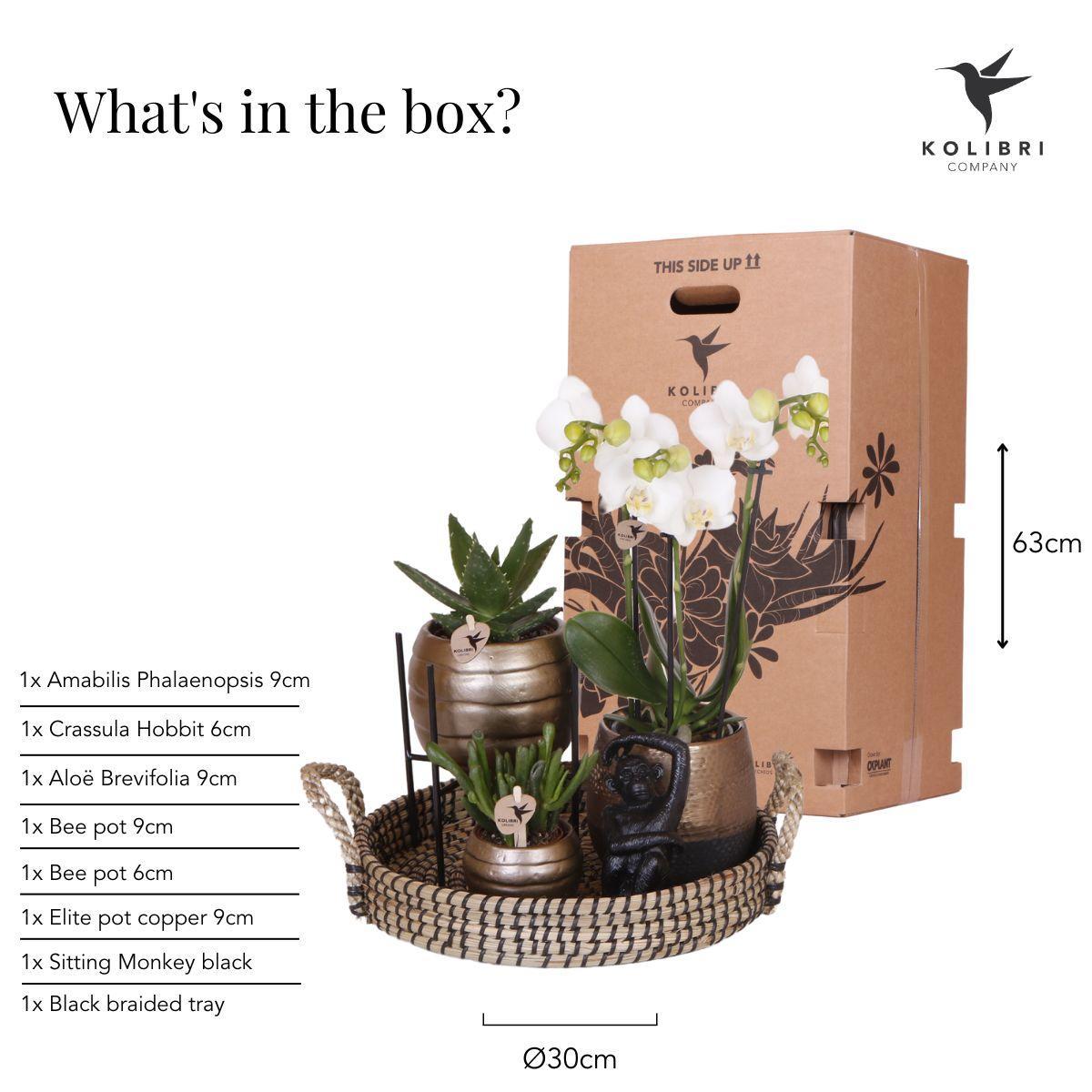 Kolibri Company | Gift set Home Hub | Plantenset met Phalaenopsis Orchidee en Succulenten incl. keramieken sierpotten