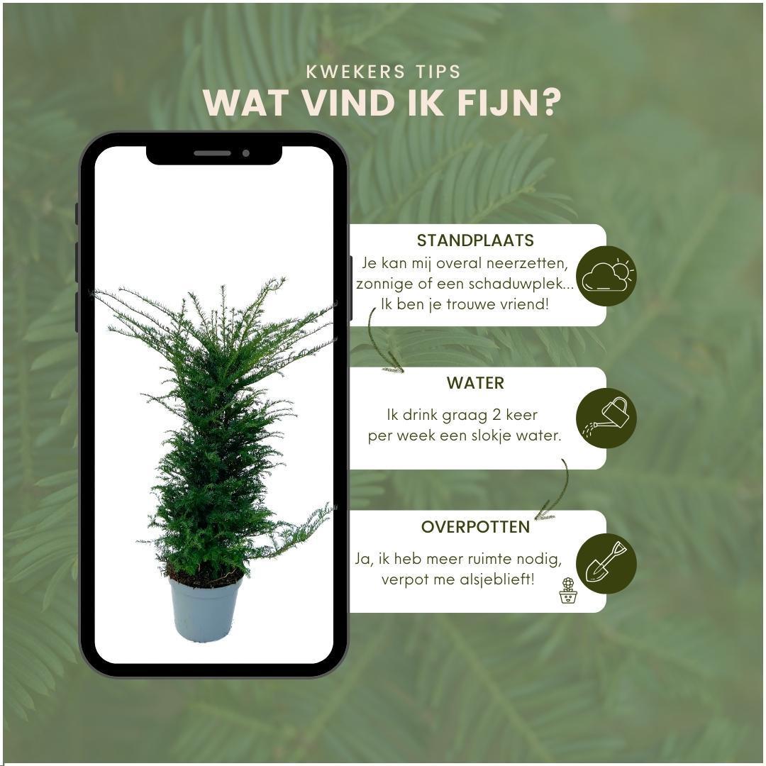 Grote taxus planten voor 10 strekkende meter haag | - 12L - 20 x | ↨ 100-125 cm