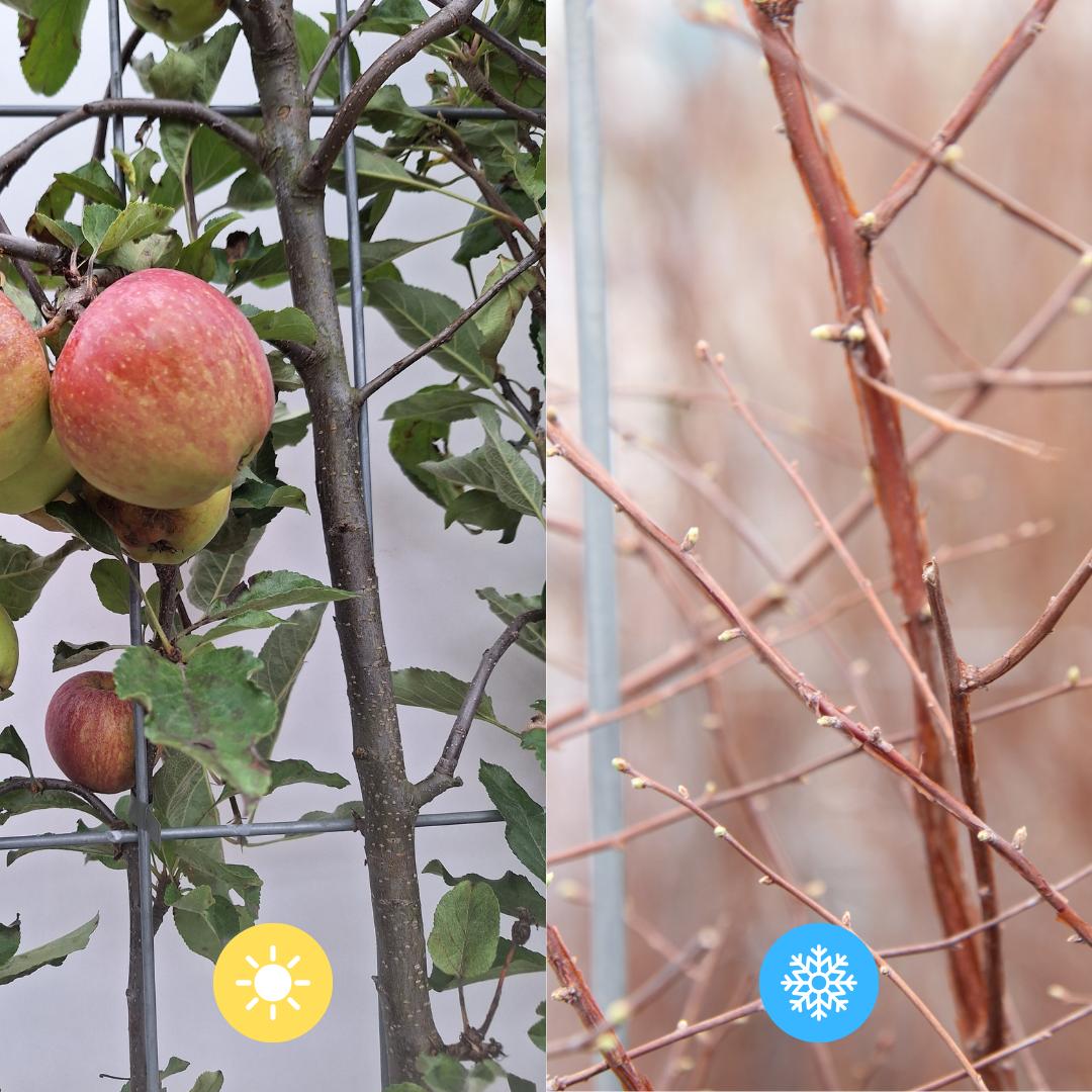 Malus Domestica 'Elstar' - Appelboom - Kant-en-Klaar Haag - 120 x 40 x 180 cm