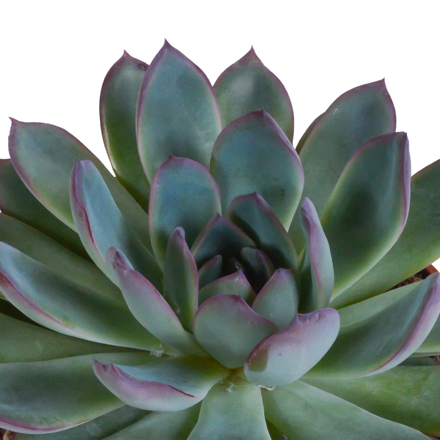 Echeveria mix 10.5 cm - 3x - in witte pot