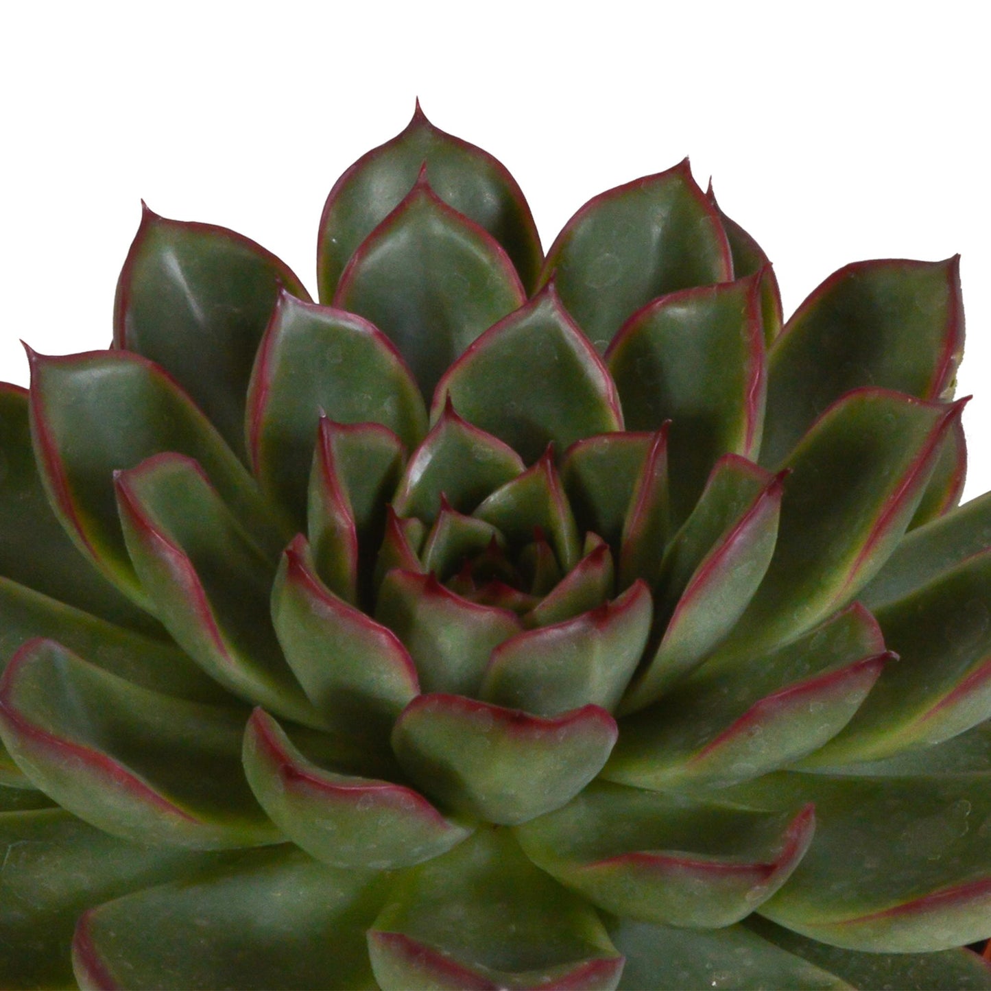 Echeveria mix 10.5 cm - 3x - in witte pot