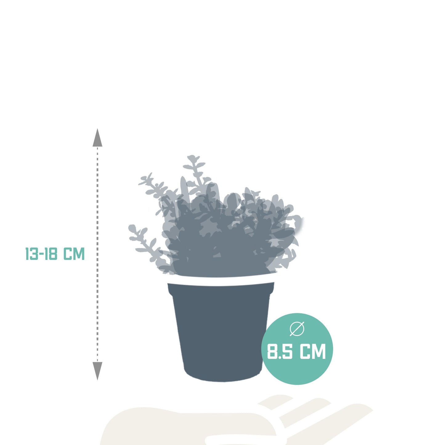 Crassula mix 8.5 cm - 3x - zonder pot