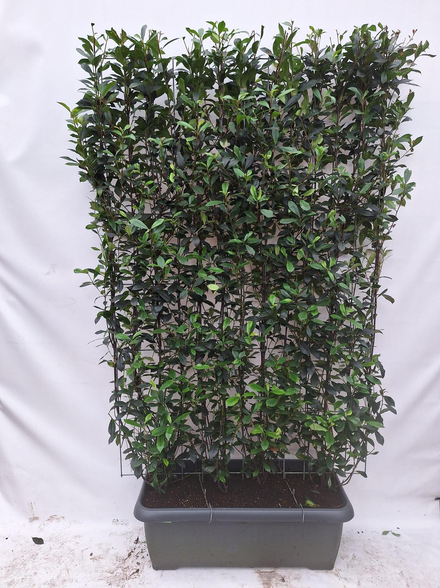 Photinia Fraseri 'Carré Rouge' - Glansmispel - Kant-en-Klaar Haag - 120 x 40 x 180 cm
