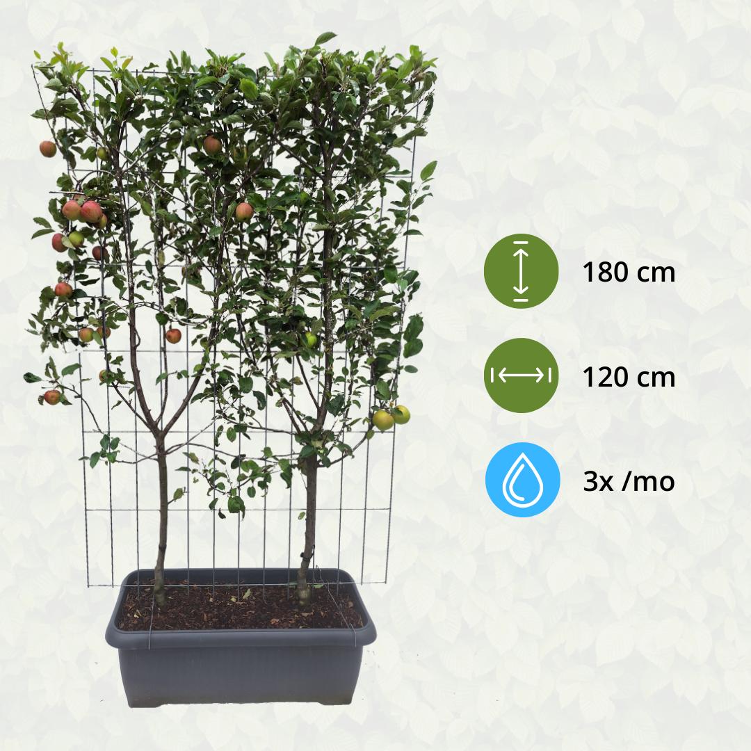 Malus Domestica 'Elstar' - Appelboom - Kant-en-Klaar Haag - 120 x 40 x 180 cm