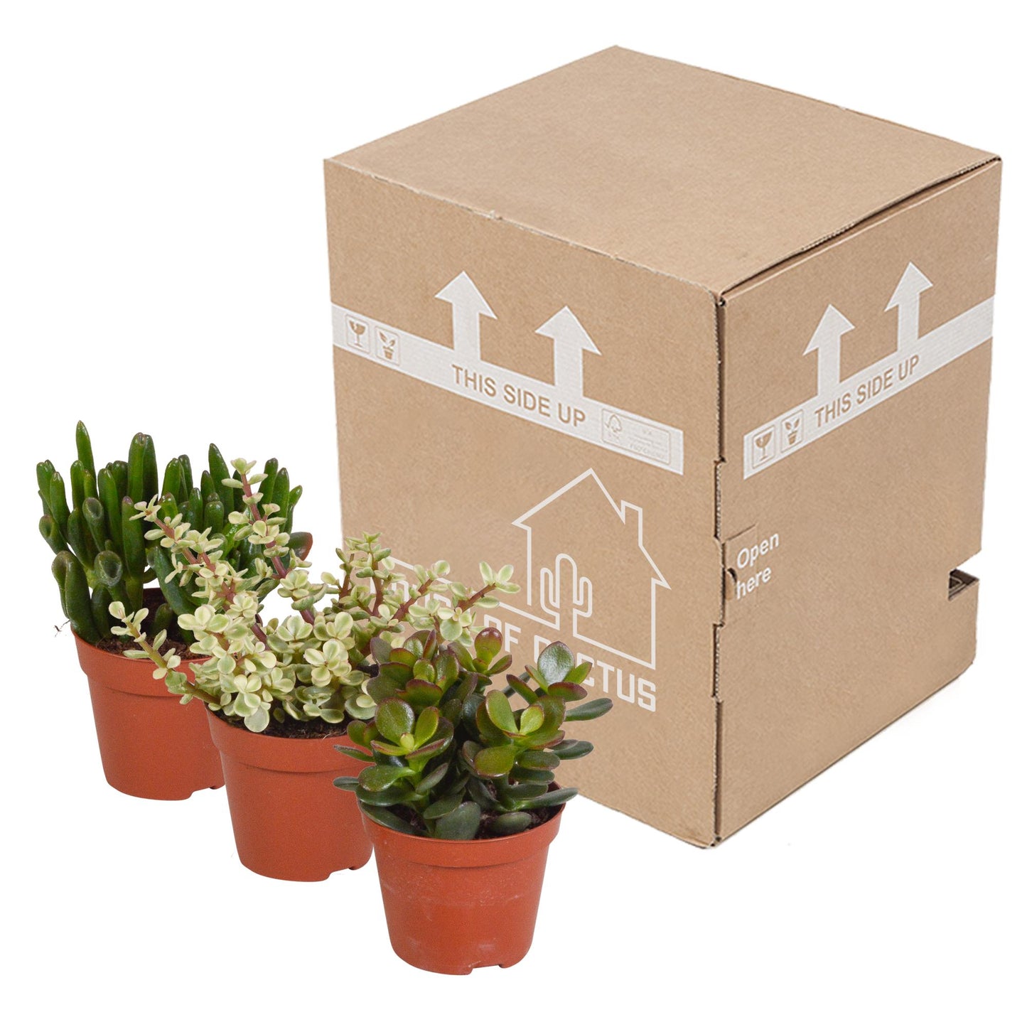 Crassula mix 8.5 cm - 3x - zonder pot