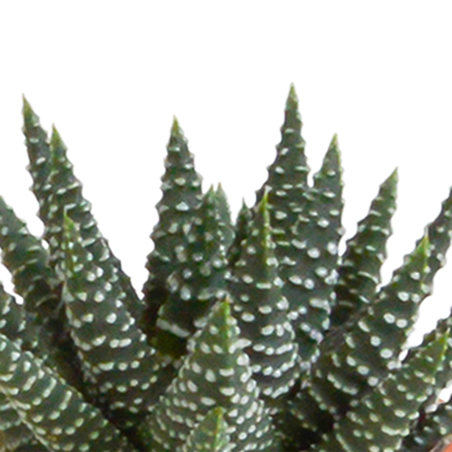 Cactus en vetplanten mix 5.5 cm | 15 stuks - in terracotta pot