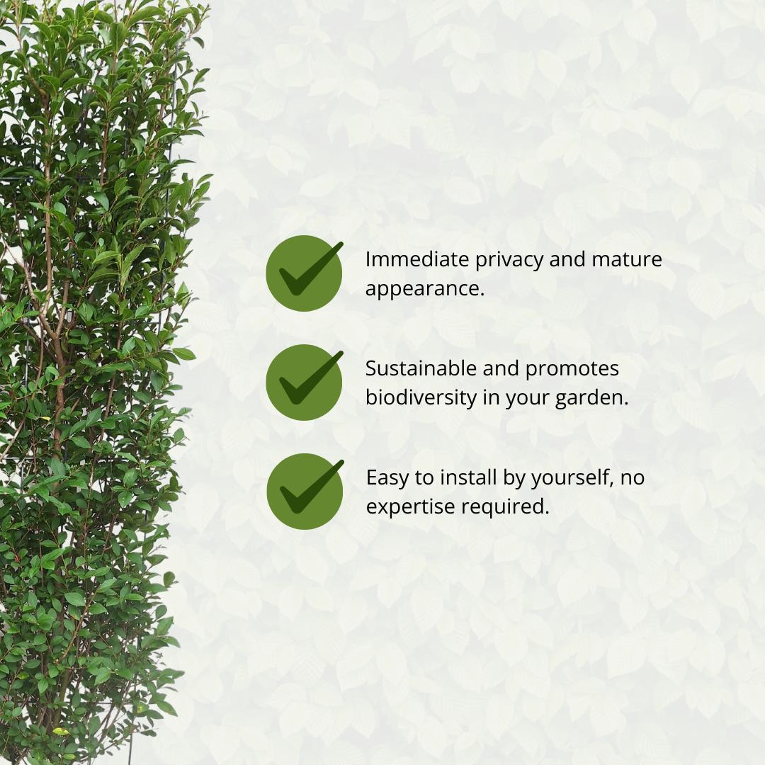 Ligustrum Ovalifolium - Ligusterhaag - Kant-en-Klaar Haag - 120 x 40 x 180 cm
