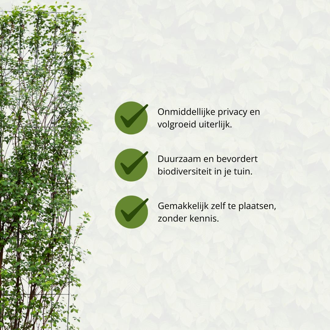 Spiraea Vanhouttei - Spierstruik - Kant-en-Klaar Haag - 120 x 40 x 180 cm