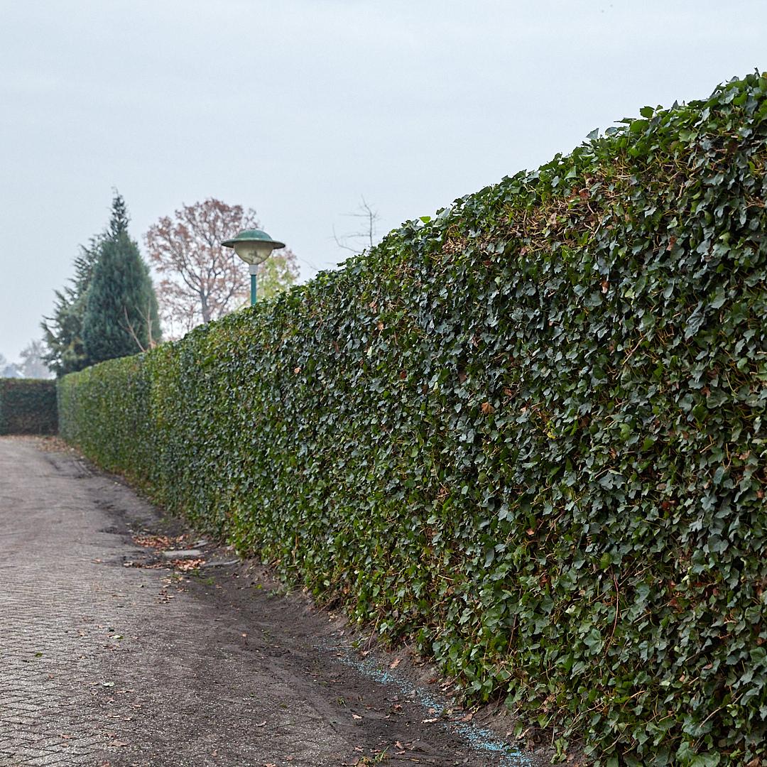 Hedera Hibernica - Klimop - Kant-en-Klaar Haag | ↔120cm - ↨120 cm