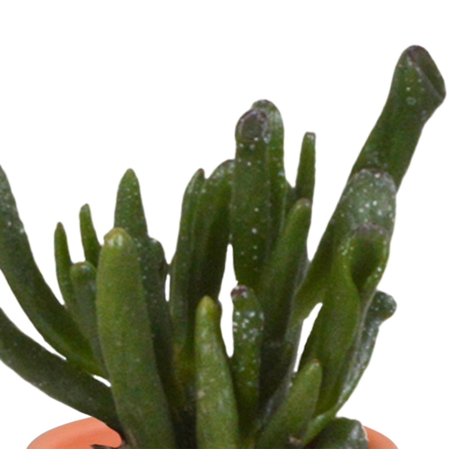 Cactus en vetplanten mix 5.5 cm | 15 stuks - in terracotta pot