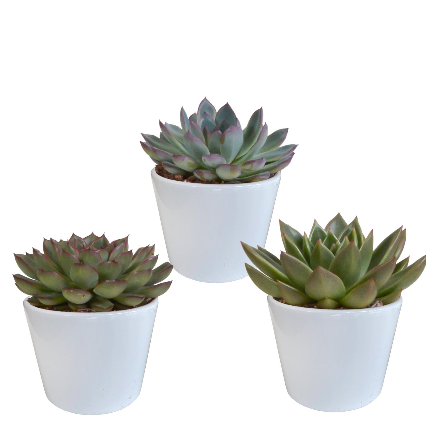 Echeveria mix 10.5 cm - 3x - in witte pot