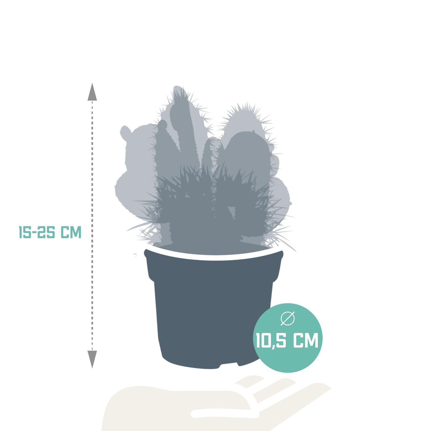 Cactus mix 10.5 cm - 3x - zonder pot