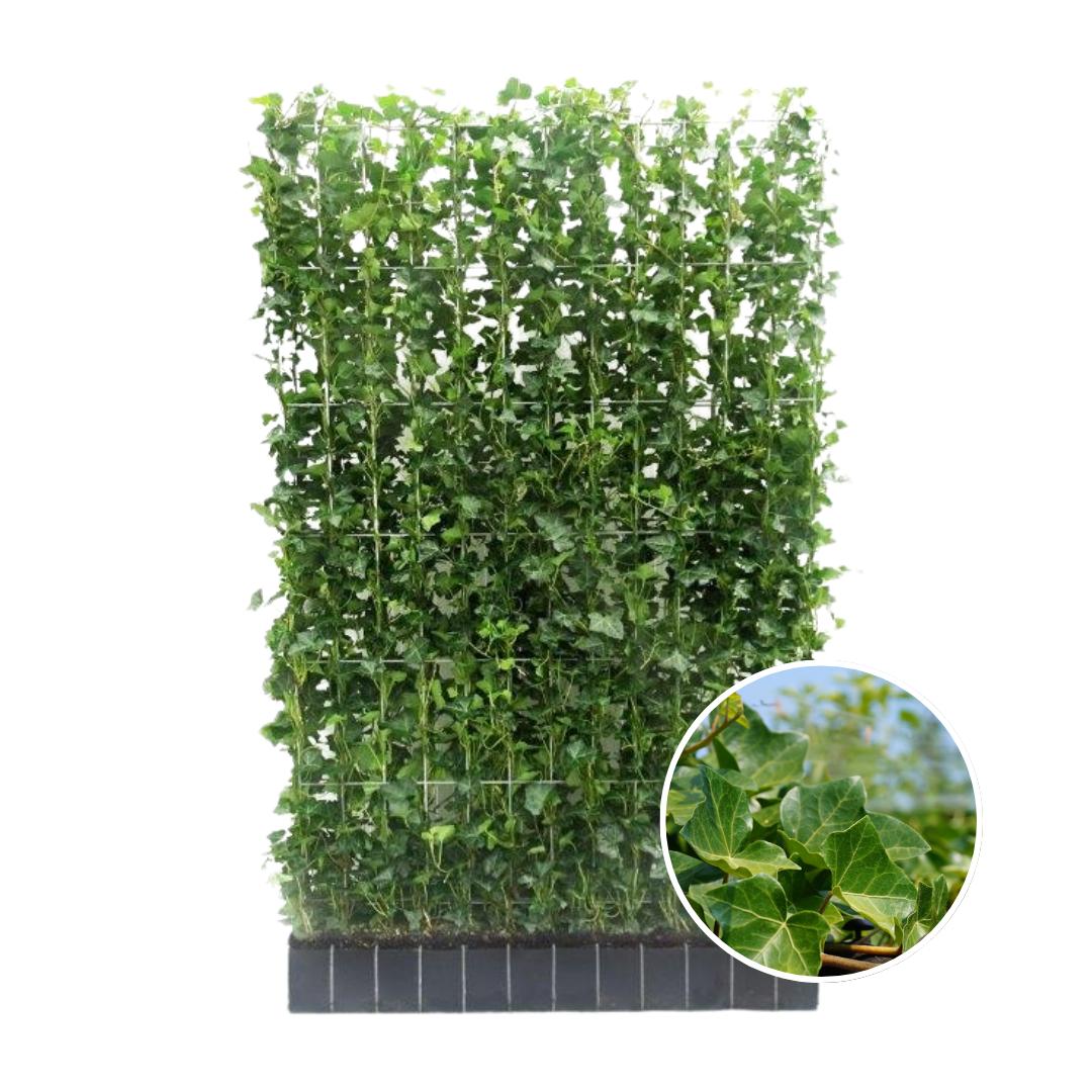 Hedera Hibernica - Klimop - Kant-en-Klaar Haag | ↔120cm - ↨180 cm