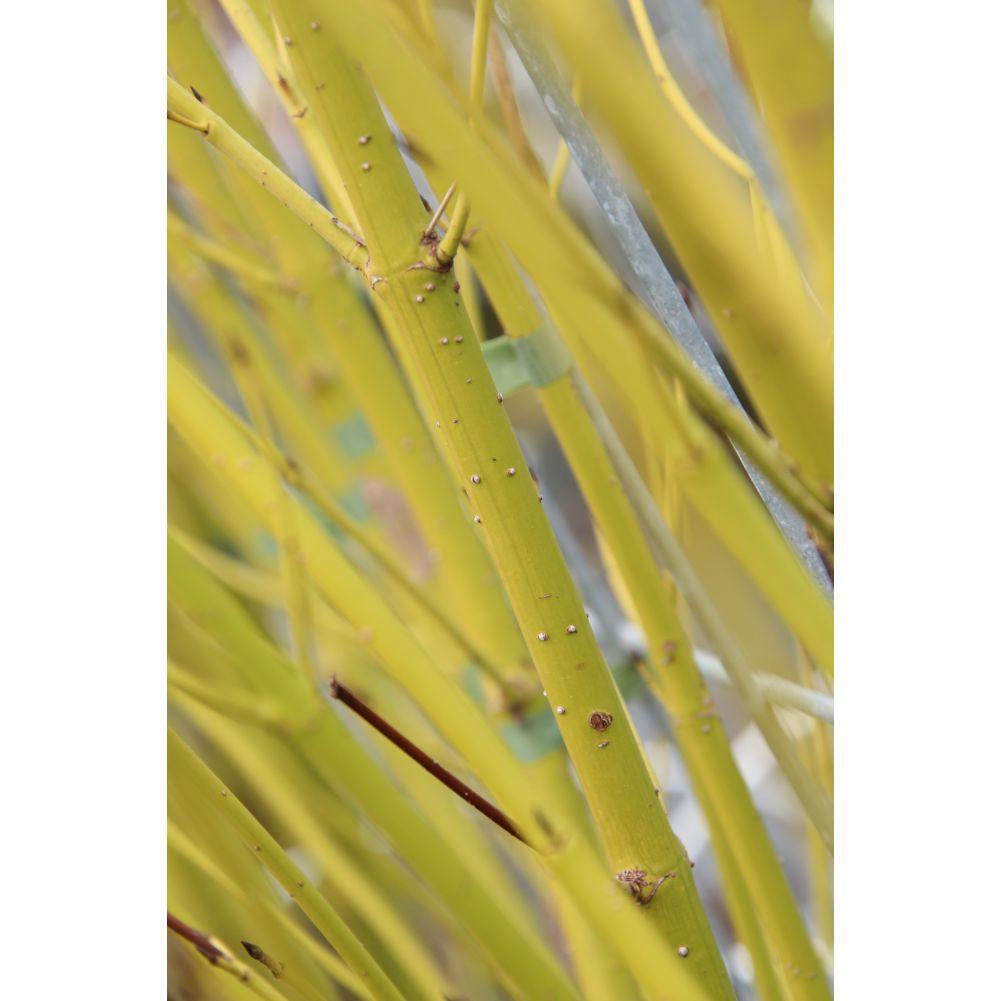 Cornus Stolonifera Flaviramea - Canadese Kornoelje - Kant-en-Klaar Haag - 120 x 40 x 180 cm - 1 pcs