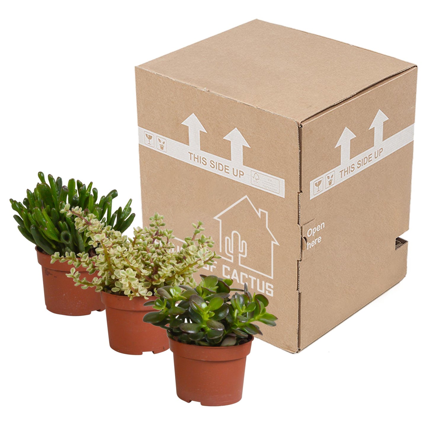Crassula mix 10,5 cm - 3x - zonder pot