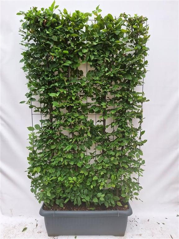 Carpinus Betulus - Beukenhaag - Kant-en-Klaar Haag - 120 x 40 x 180 cm