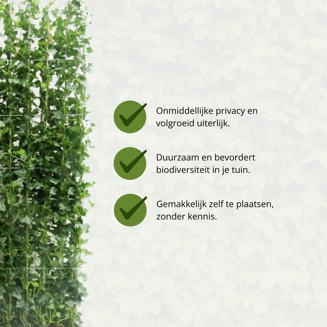 Hedera Hibernica - Klimop - Kant-en-Klaar Haag | ↔120cm - ↨120 cm